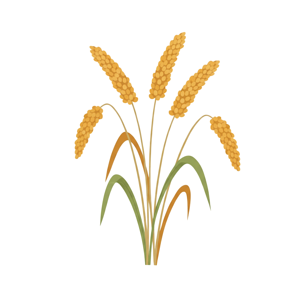 Millet grains